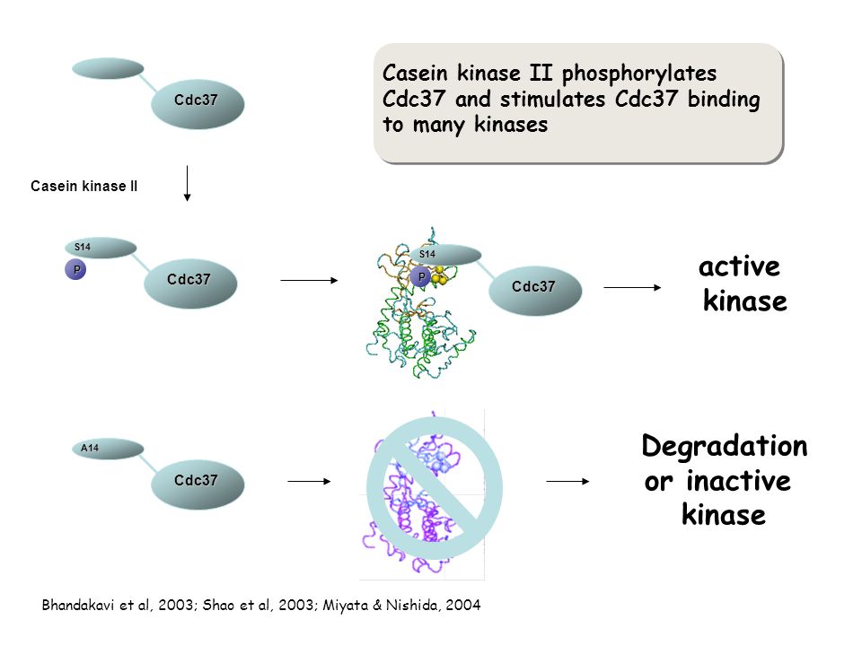Casein kinase II Cdc37 S14 Cdc37 P A14Cdc37 Casein kinase II phosphorylates Cdc37 and stimulates Cdc37 binding to many kinases Bhandakavi et al, 2003; Shao et al, 2003; Miyata & Nishida, 2004 S14 Cdc37 P active kinase Degradation or inactive kinase