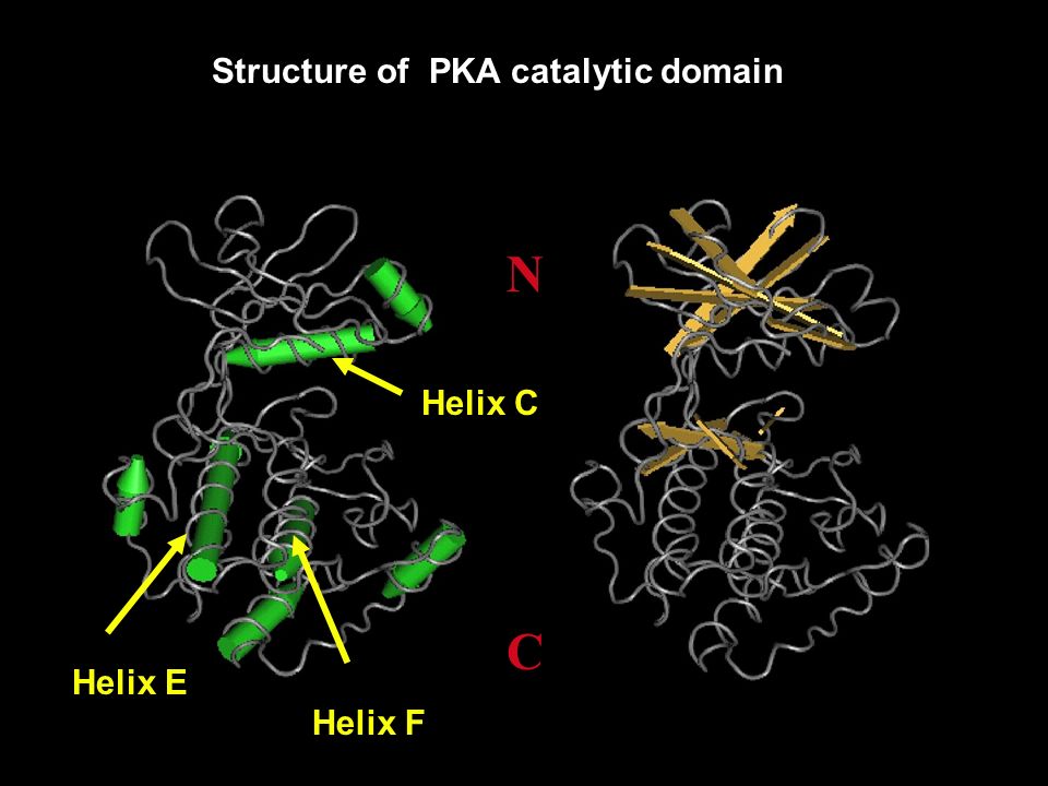 Structure of PKA catalytic domain Helix C Helix E NCNC Helix F