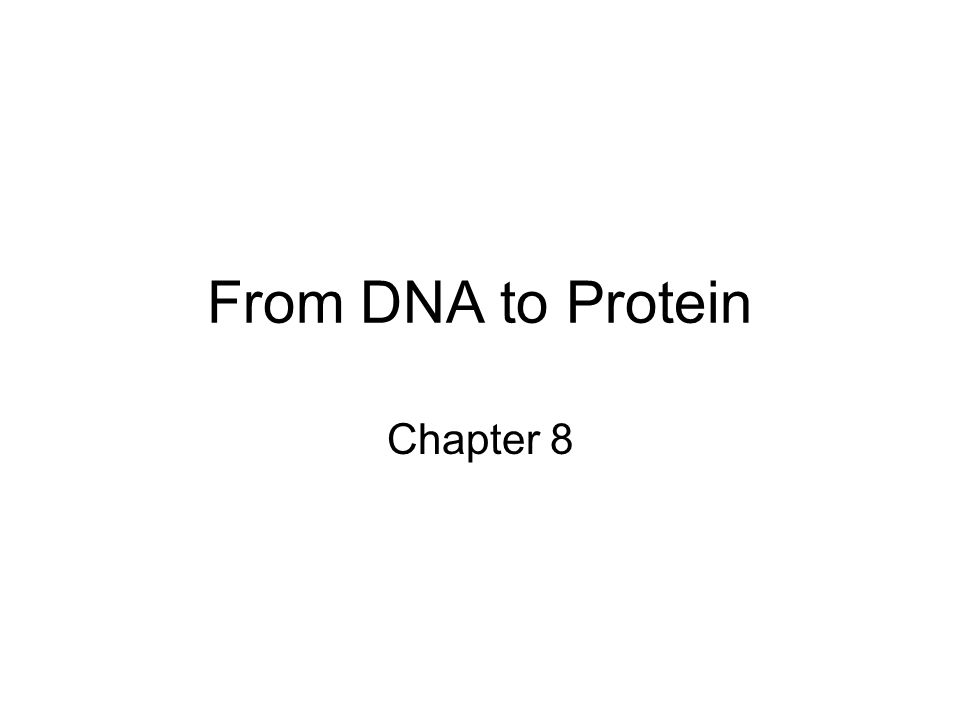 From Dna To Protein Chapter 8 Terminology Genetics Genome Chromosome Gene Locus Alleles Genotype Phenotype Heredity Ppt Download