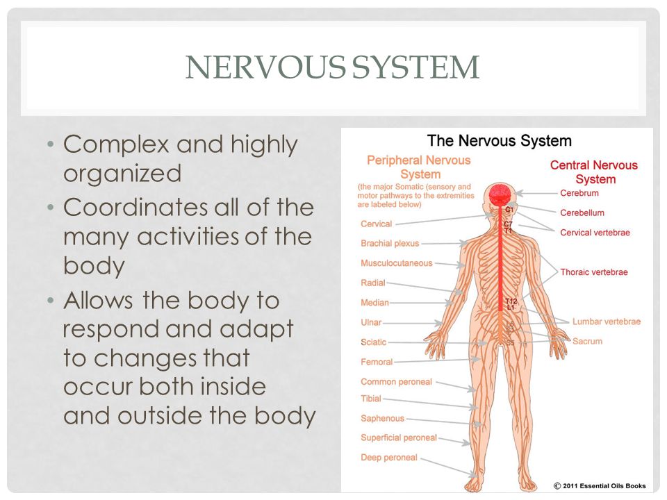 body systems review nervous system complex and highly organized