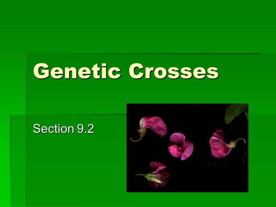 Genetic Makeup Of An Organism New Genetic Crosses Section 6060 Genotype The Genetic Makeup Of An Genetic Makeup Of An Organism New Genetic Crosses Section 6060 Genotype The Genetic Makeup Of An