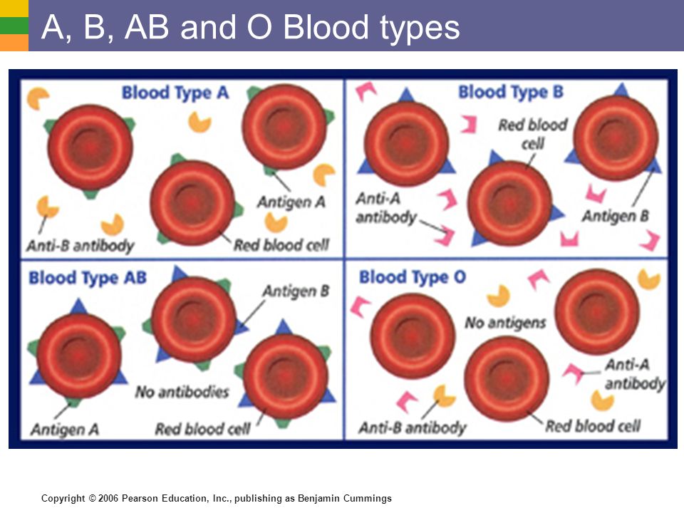 Shed It!(For Blood Types A, B, O and AB) – CEOrganix