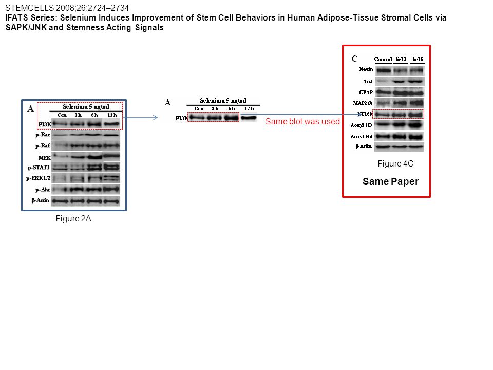 STEMCELLS 2008;26:2724–2734 IFATS Series: Selenium Induces Improvement of Stem Cell Behaviors in Human Adipose-Tissue Stromal Cells via SAPK/JNK and Stemness Acting Signals Figure 2A Figure 4C Same Paper Same blot was used