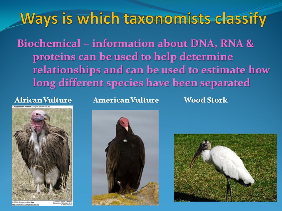 Biochemical – information about DNA, RNA & proteins can be used to help determine relationships and can be used to estimate how long different species have been separated African Vulture American VultureWood Stork