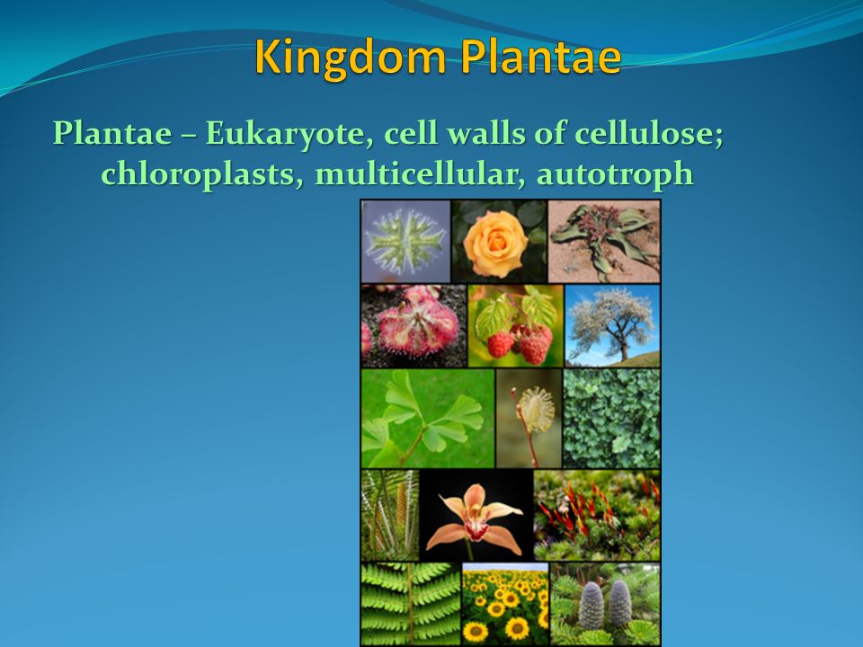Plantae – Eukaryote, cell walls of cellulose; chloroplasts, multicellular, autotroph