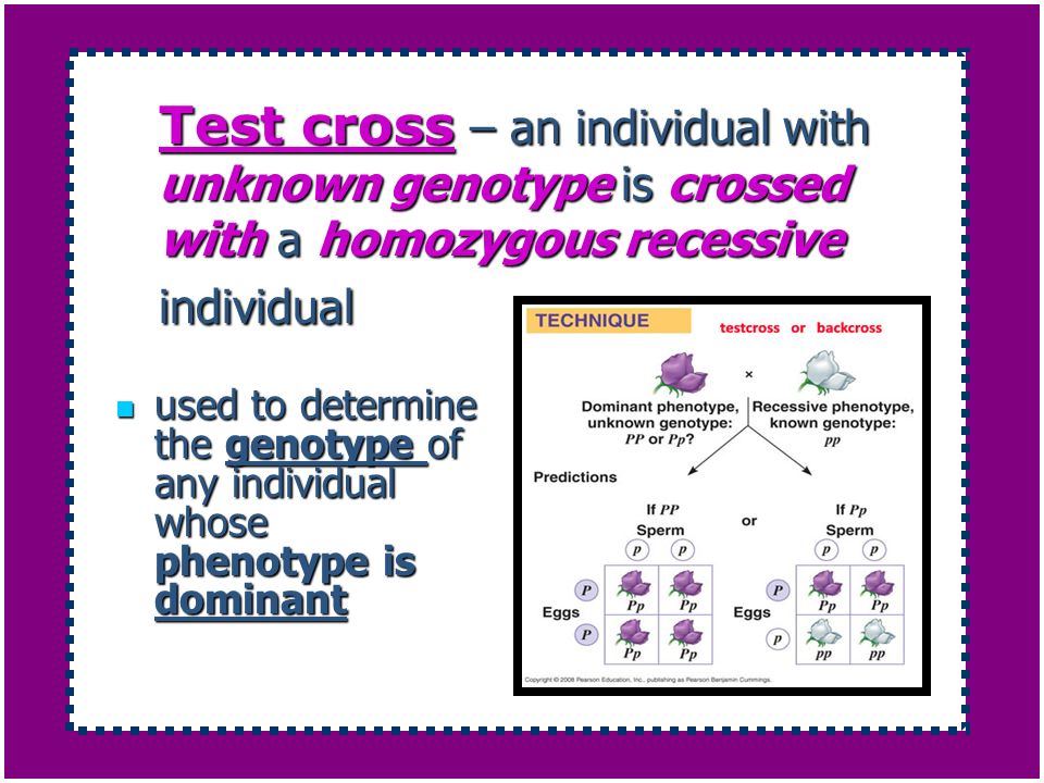 Basic Genetics Gregor Mendel The Father Of Genetics Ppt