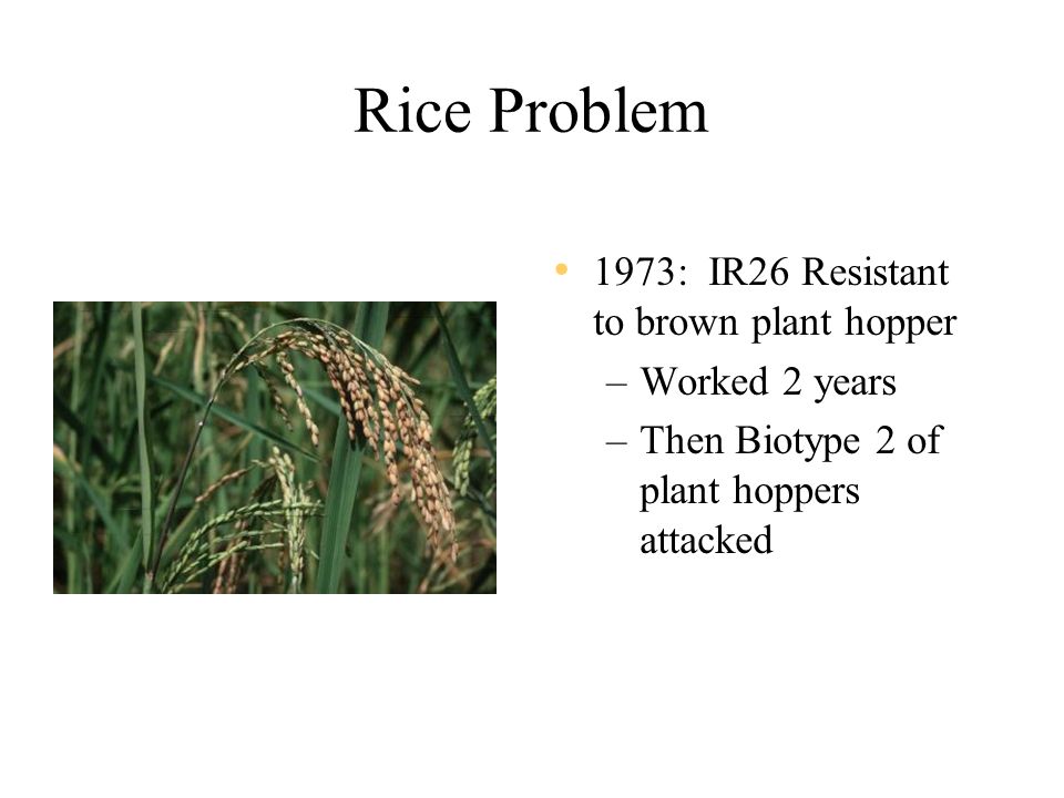 Rice Problem 1973: IR26 Resistant to brown plant hopper –Worked 2 years –Then Biotype 2 of plant hoppers attacked