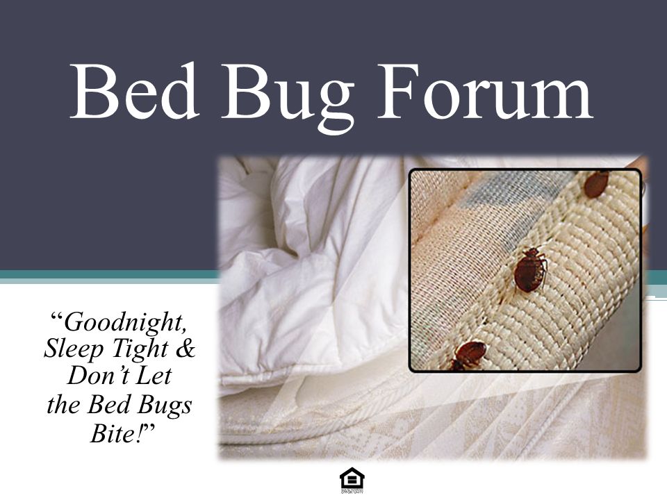Bed Bug Forum Goodnight, Sleep Tight & Don’t Let the Bed Bugs Bite!