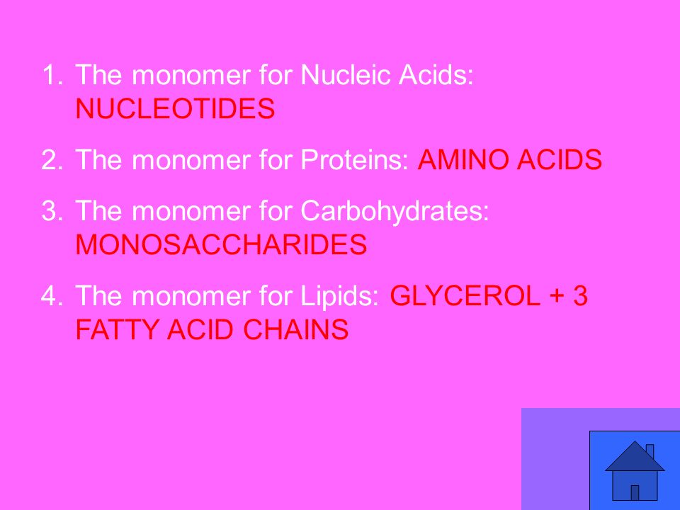 23 1.The monomer for Nucleic Acids: NUCLEOTIDES 2.The monomer for Proteins: AMINO ACIDS 3.The monomer for Carbohydrates: MONOSACCHARIDES 4.The monomer for Lipids: GLYCEROL + 3 FATTY ACID CHAINS