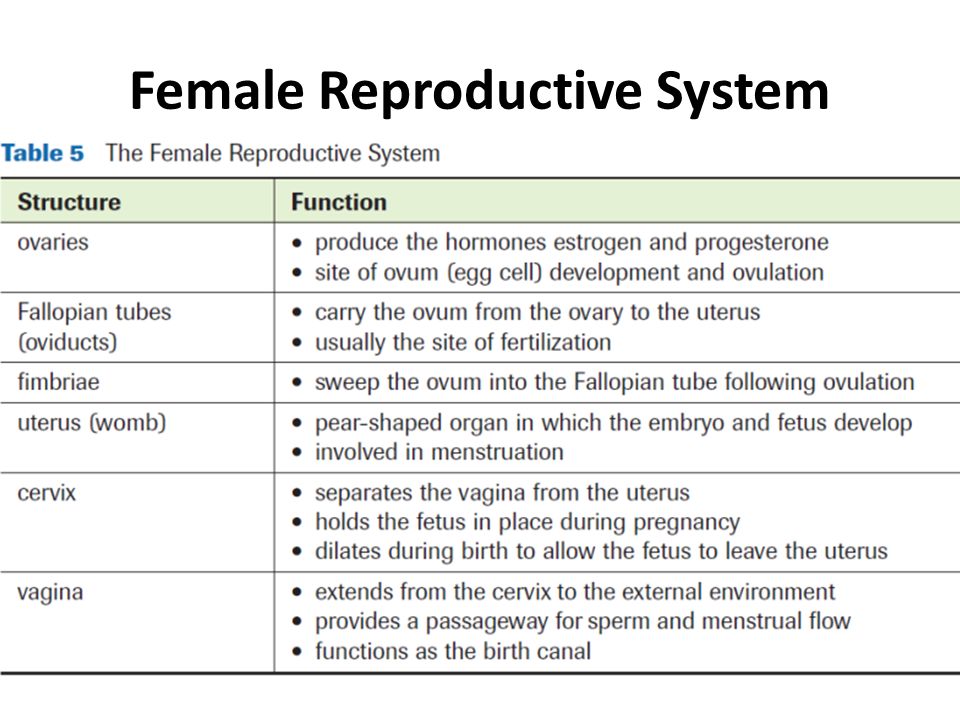 part-2b-the-female-reproductive-system-hormones-ppt-download