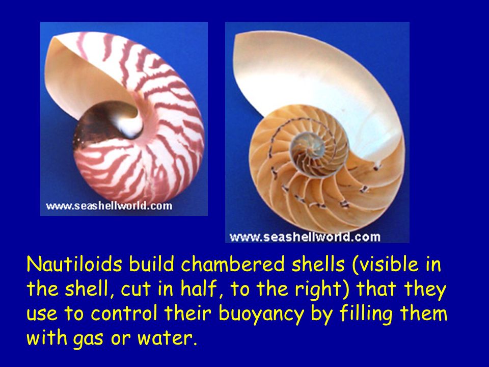 Nautiloids build chambered shells (visible in the shell, cut in half, to the right) that they use to control their buoyancy by filling them with gas or water.