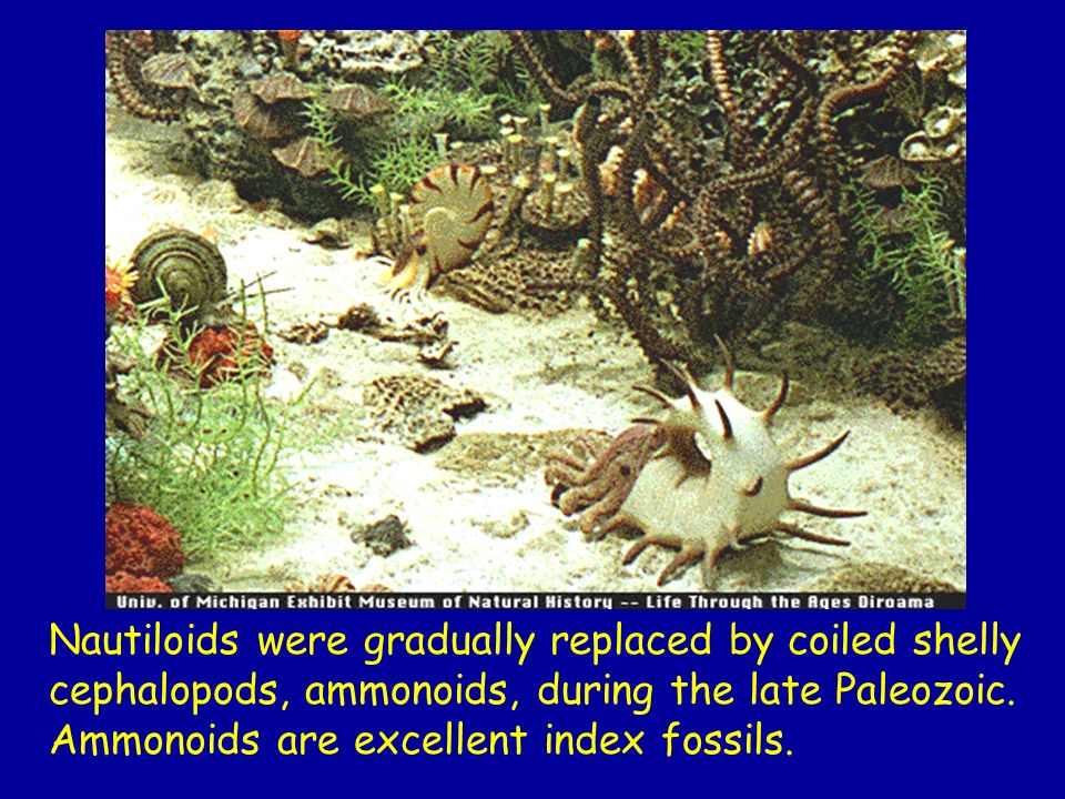 Nautiloids were gradually replaced by coiled shelly cephalopods, ammonoids, during the late Paleozoic.