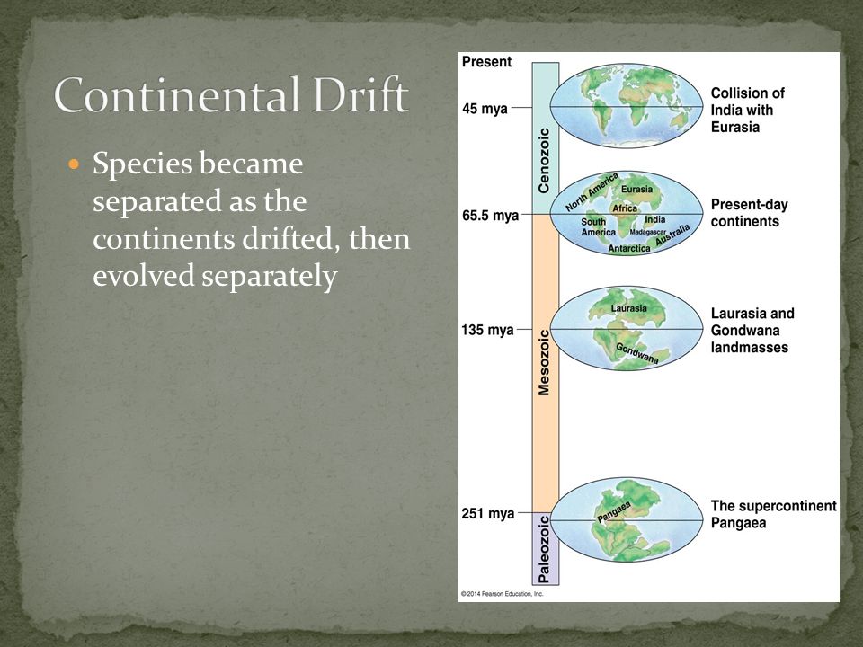 Species became separated as the continents drifted, then evolved separately