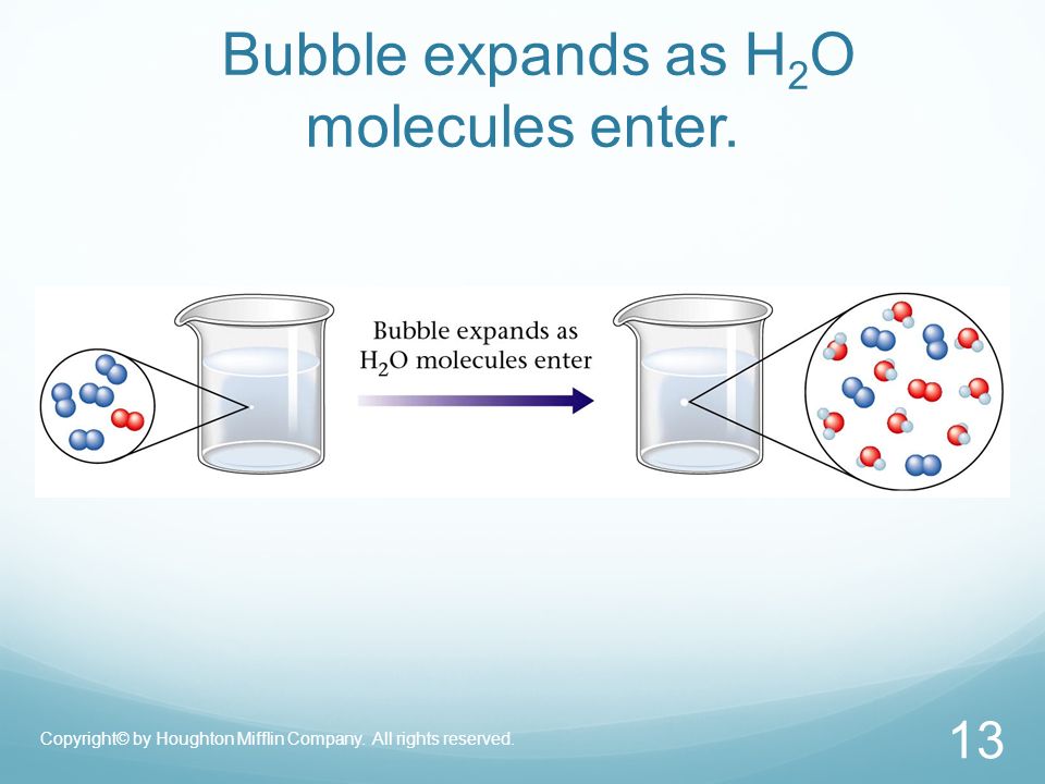 Bubble expands as H 2 O molecules enter. Copyright© by Houghton Mifflin Company.