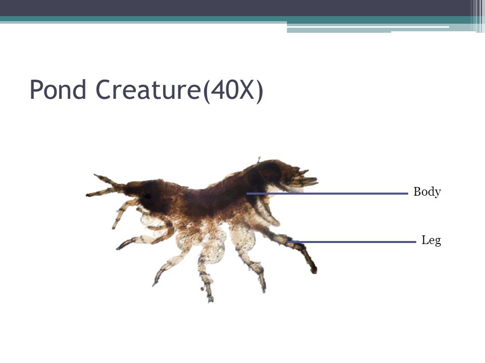Pond Creature(40X) Body Leg