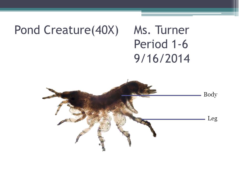 Pond Creature(40X)Ms. Turner Period 1-6 9/16/2014 Body Leg