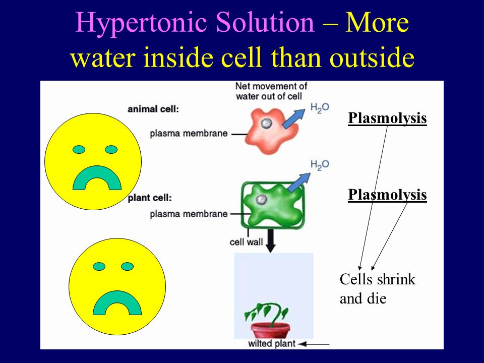 Hypertonic Solution – More water inside cell than outside Plasmolysis Cells shrink and die