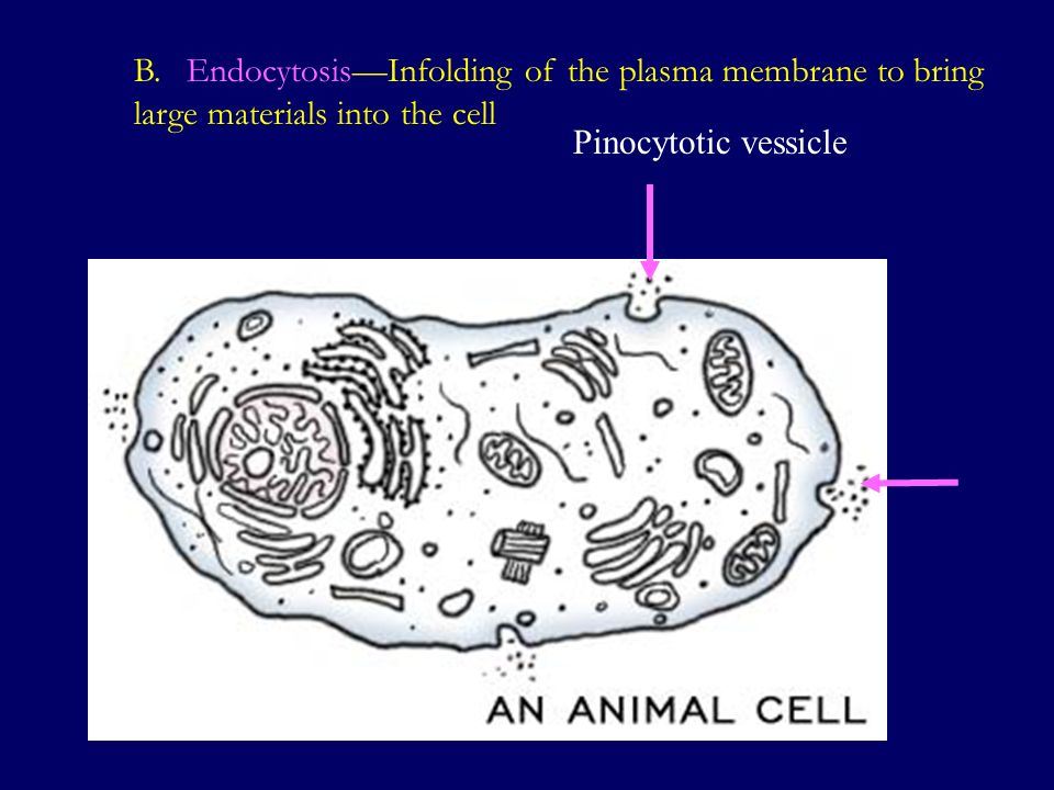 B.Endocytosis—Infolding of the plasma membrane to bring large materials into the cell Pinocytotic vessicle