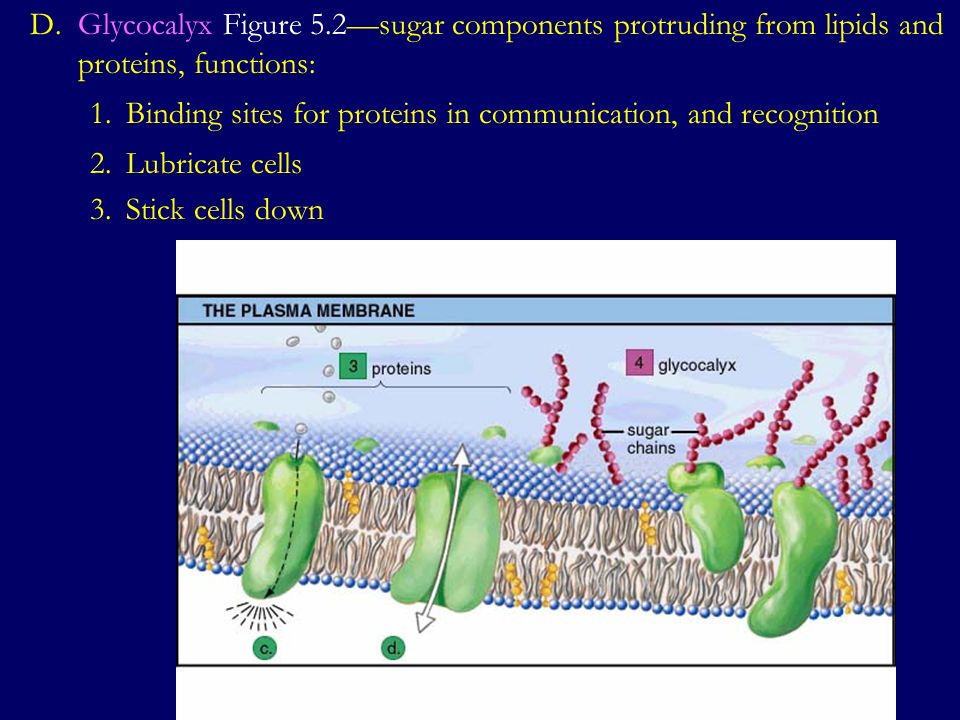 D.Glycocalyx Figure 5.2—sugar components protruding from lipids and proteins, functions: 1.Binding sites for proteins in communication, and recognition 2.Lubricate cells 3.Stick cells down