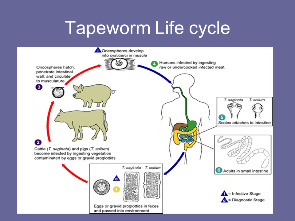 Жизненный цикл бычьего цепня начиная с яиц. Бычий цепень жизненный цикл. Жизненный цикл бычьего цепня схема. Цикл развития бычьего цепня. Жизненный цикл бычьего цепня рисунок.