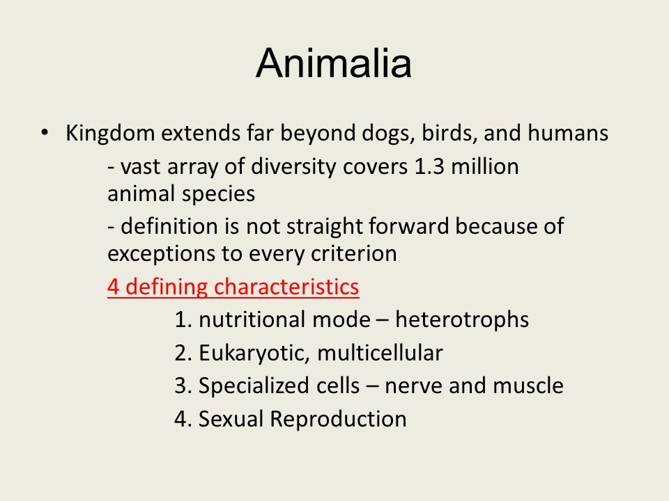 Animal Diversity CHAPTER 32 & 33. What phylum? - ppt download