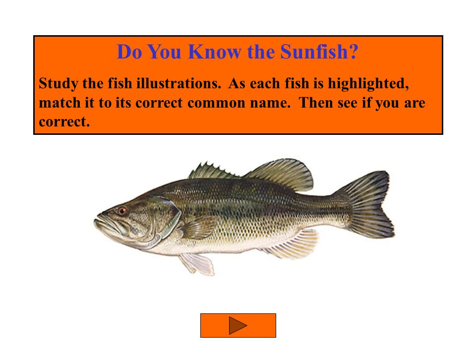 Do You Know the Sunfish. Study the fish illustrations.