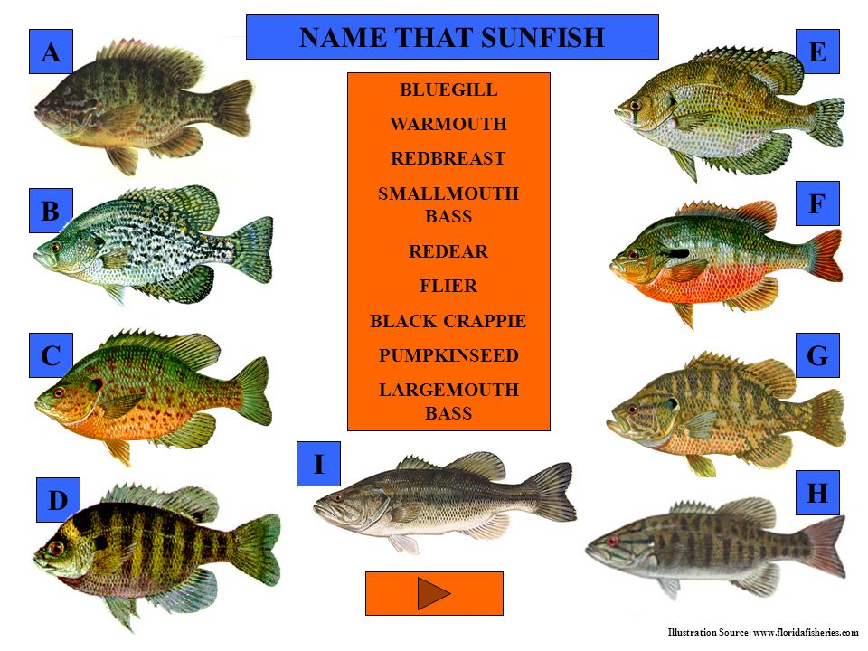 B C F E D Illustration Source:   BLUEGILL WARMOUTH REDBREAST SMALLMOUTH BASS REDEAR FLIER BLACK CRAPPIE PUMPKINSEED LARGEMOUTH BASS G I H A NAME THAT SUNFISH