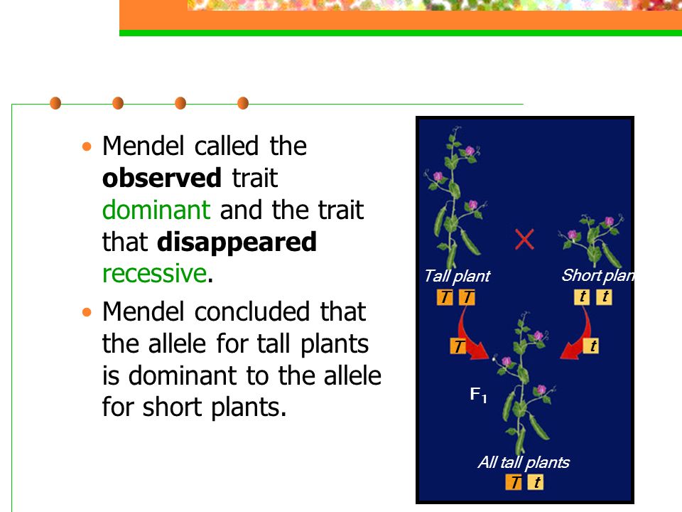 Mendel called the observed trait dominant and the trait that disappeared recessive.