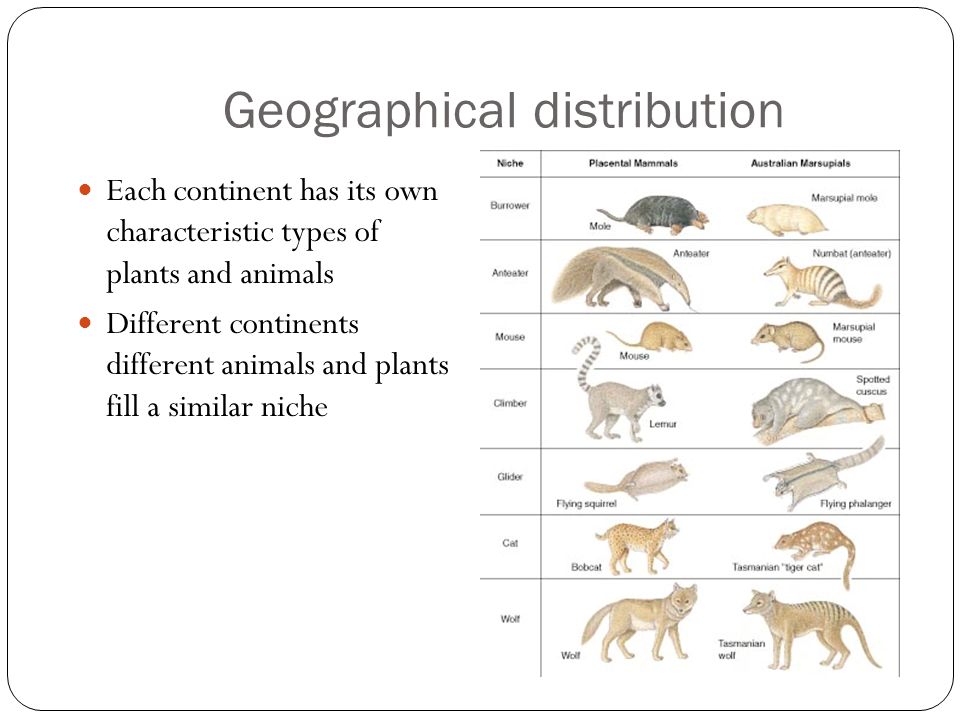Geographical distribution Each continent has its own characteristic types of plants and animals Different continents different animals and plants fill a similar niche