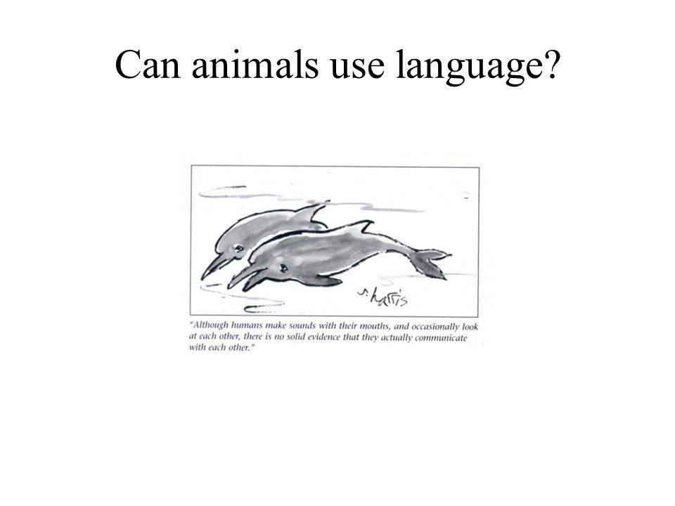 Can animals use language
