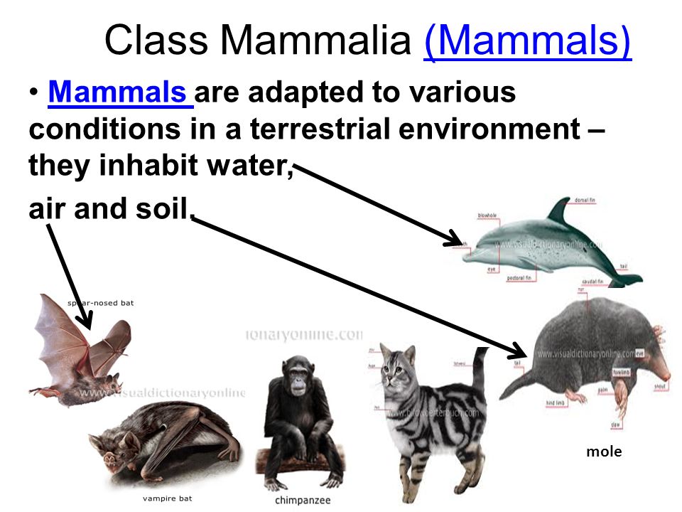 Class Mammalia (Mammals )(Mammals ) Mammals are adapted to various conditio...