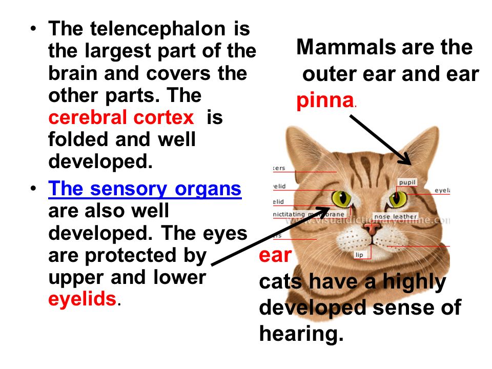 Class Mammalia (Mammals )(Mammals ) Mammals are adapted to various  conditions in a terrestrial environment – they inhabit water,Mammals air  and soil. mole. - ppt download