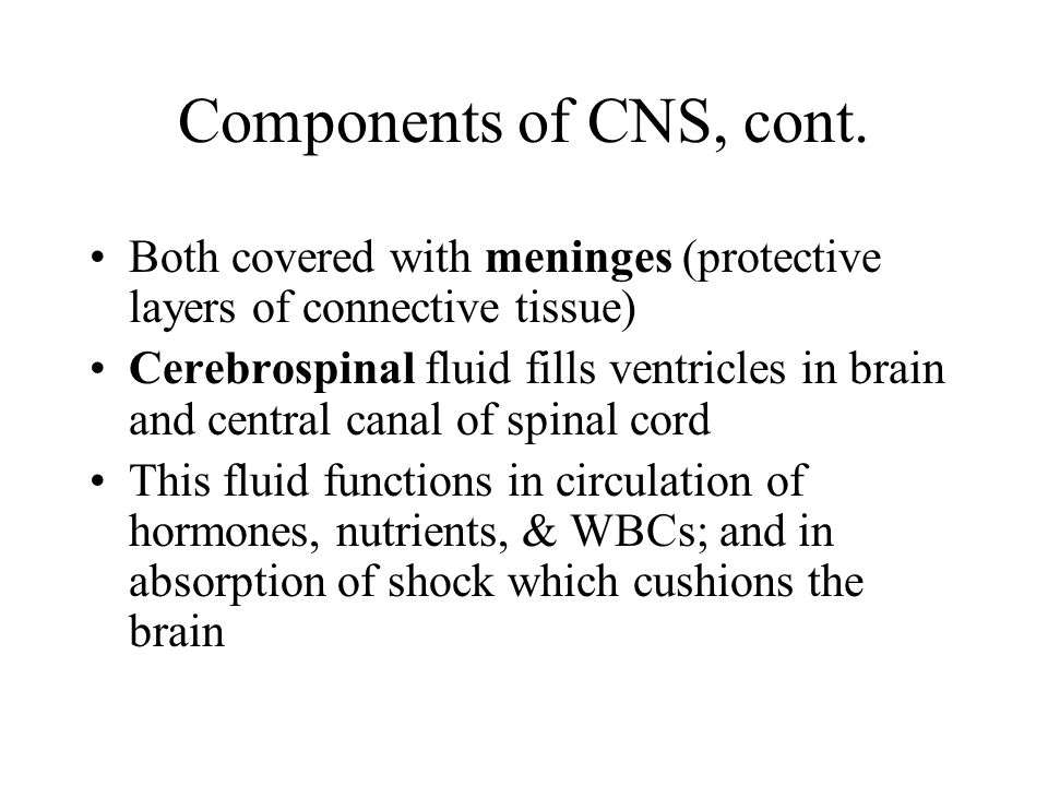 Components of CNS, cont.
