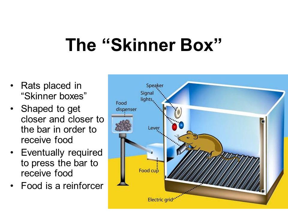 1 Operant Conditioning Module Learning Operant Conditioning Overview  Skinner's  Experiments  Extending Skinner's Understanding  Skinner's Legacy. - ppt  download