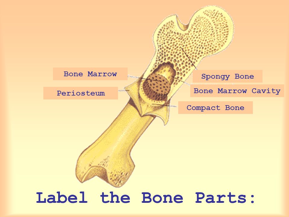 Periosteum. Label the picture with the terms provided Bone.