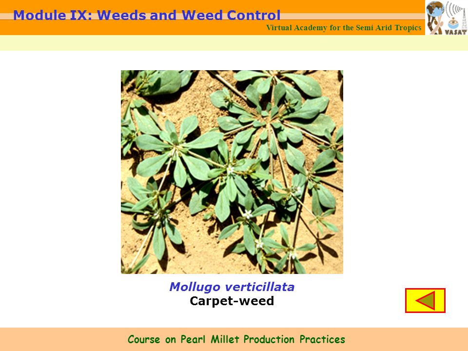 Mollugo verticillata Carpet-weed Virtual Academy for the Semi Arid Tropics Module IX: Weeds and Weed Control Course on Pearl Millet Production Practices