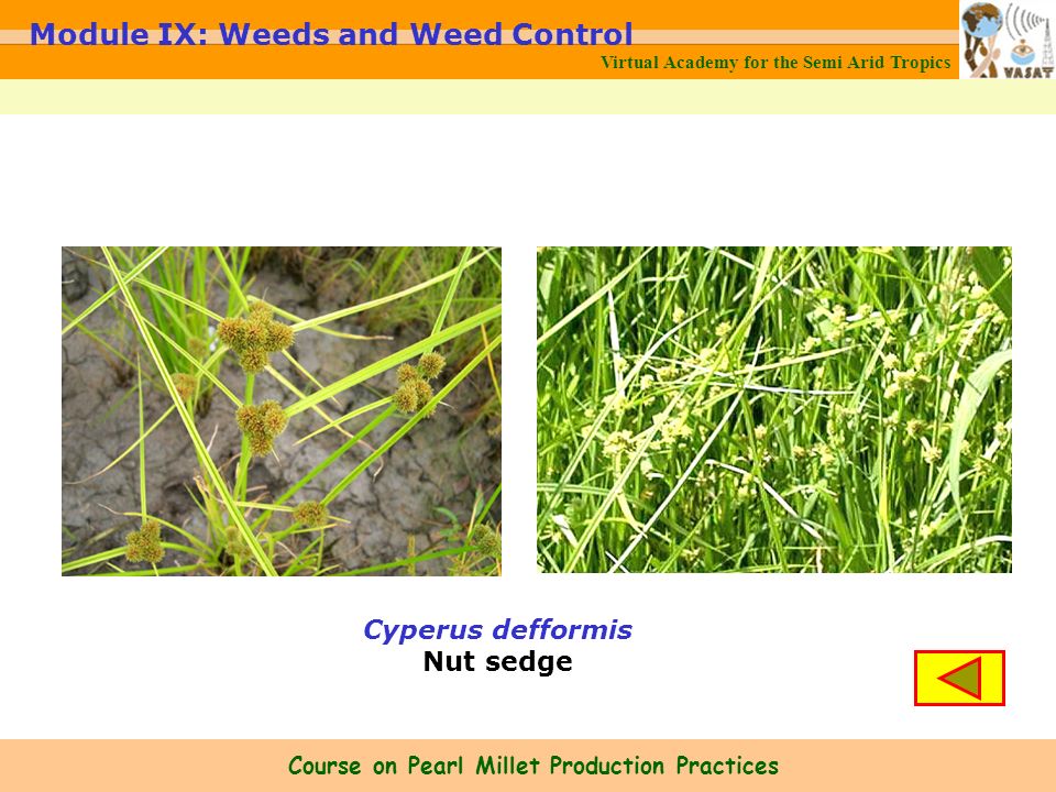 Cyperus defformis Nut sedge Virtual Academy for the Semi Arid Tropics Module IX: Weeds and Weed Control Course on Pearl Millet Production Practices