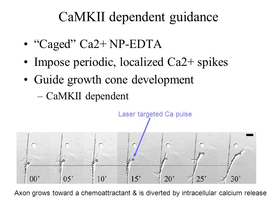 CaMKII dependent guidance Caged Ca2+ NP-EDTA Impose periodic, localized Ca2+ spikes Guide growth cone development –CaMKII dependent Laser targeted Ca pulse Axon grows toward a chemoattractant & is diverted by intracellular calcium release