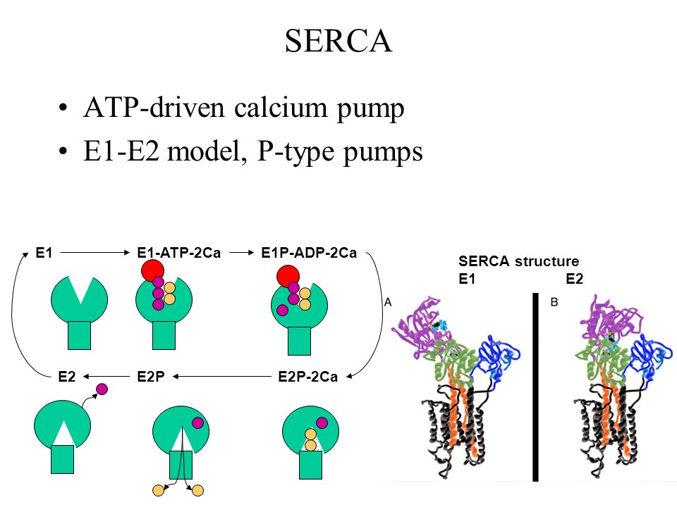 SERCA ATP-driven calcium pump E1-E2 model, P-type pumps E1E1-ATP-2CaE1P-ADP-2Ca E2P-2CaE2PE2 SERCA structure E1 E2