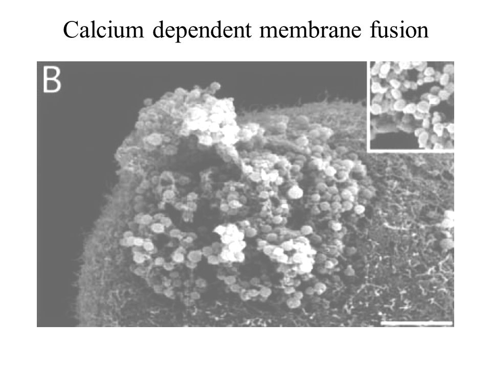 Calcium dependent membrane fusion