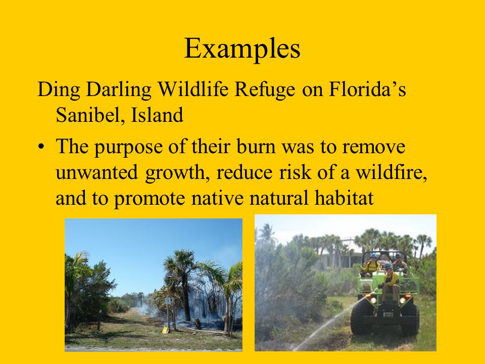 Examples Ding Darling Wildlife Refuge on Florida’s Sanibel, Island The purpose of their burn was to remove unwanted growth, reduce risk of a wildfire, and to promote native natural habitat