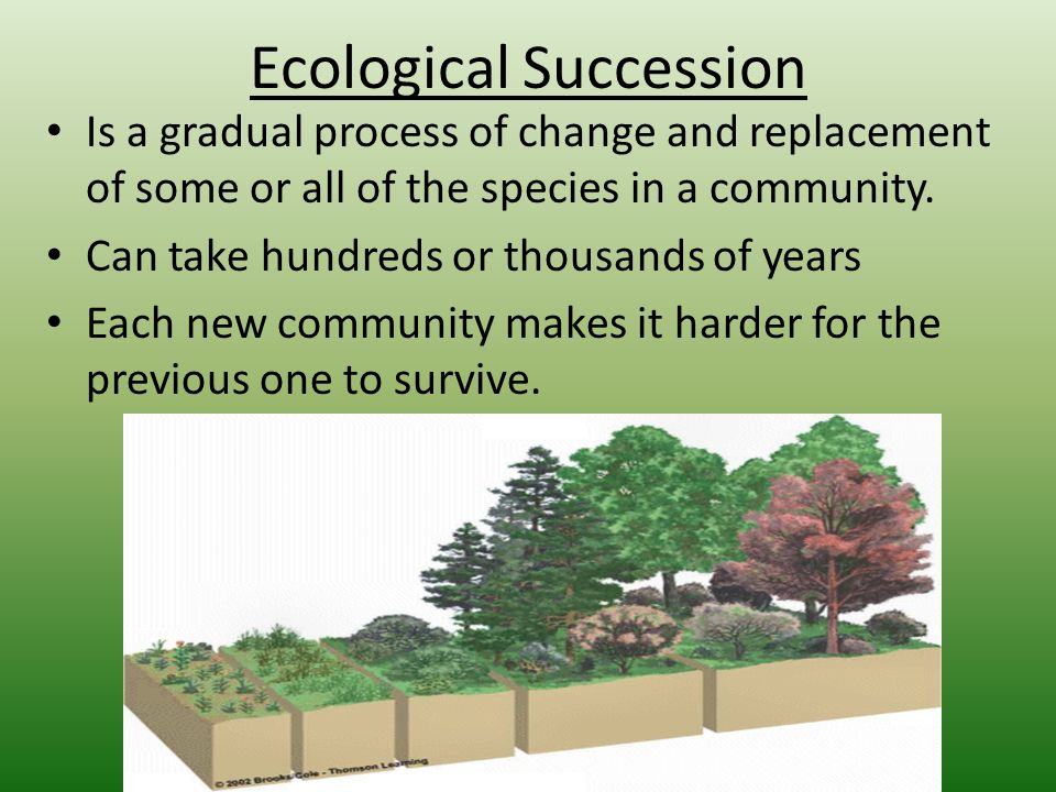 Ecological Succession Is a gradual process of change and replacement of som...