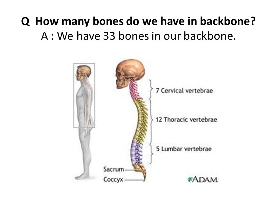 Skeletal System Q What Is A Skeleton A All Bones In Our Body Are Connected To Form A Skeleton Ppt Download