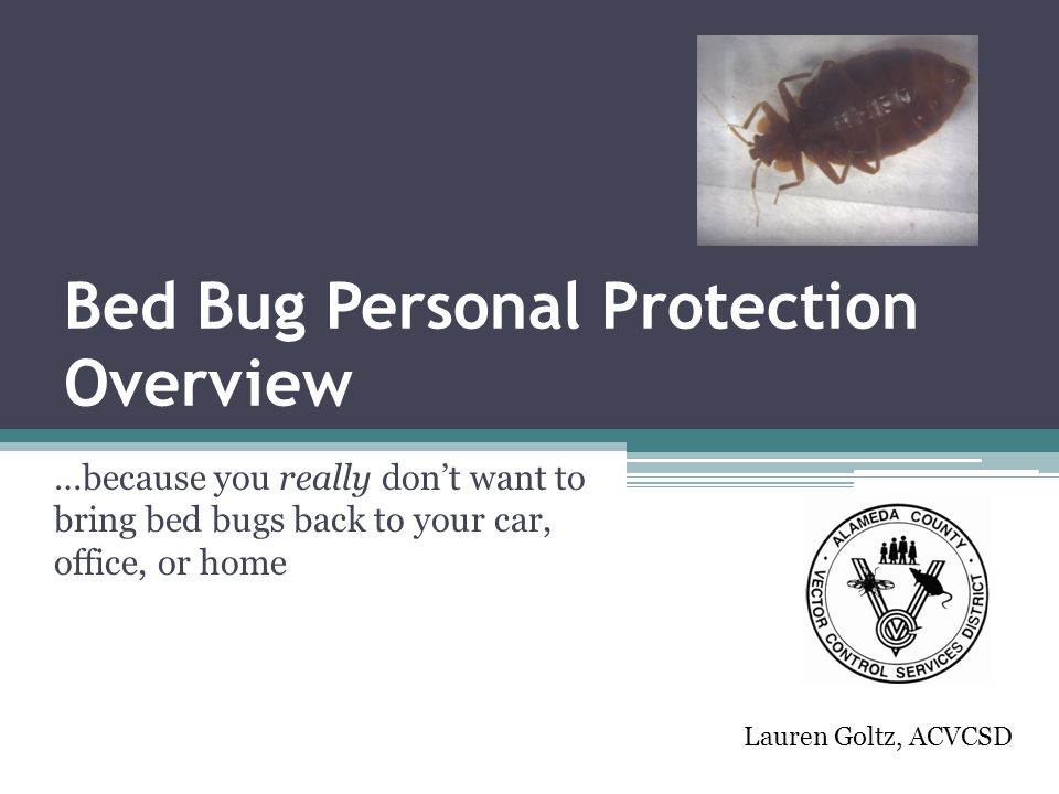 Bed Bug Personal Protection Overview …because you really don’t want to bring bed bugs back to your car, office, or home Lauren Goltz, ACVCSD