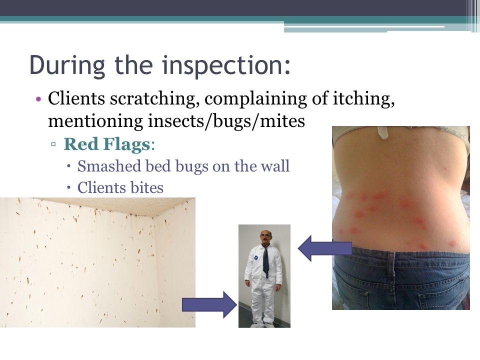 During the inspection: Clients scratching, complaining of itching, mentioning insects/bugs/mites ▫Red Flags:  Smashed bed bugs on the wall  Clients bites