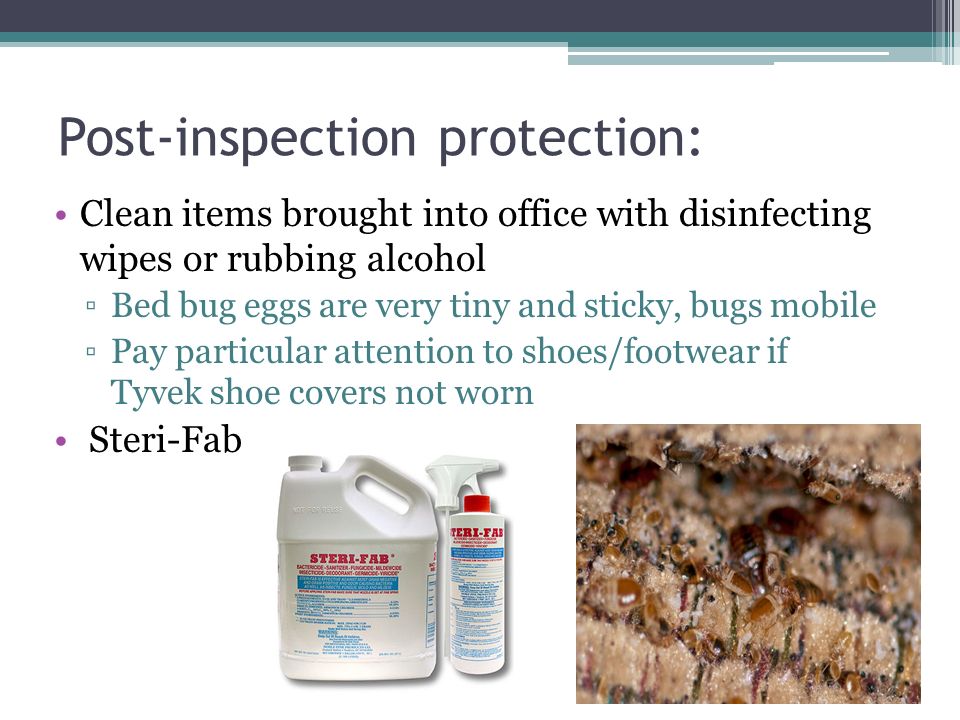 Post-inspection protection: Clean items brought into office with disinfecting wipes or rubbing alcohol ▫Bed bug eggs are very tiny and sticky, bugs mobile ▫Pay particular attention to shoes/footwear if Tyvek shoe covers not worn Steri-Fab