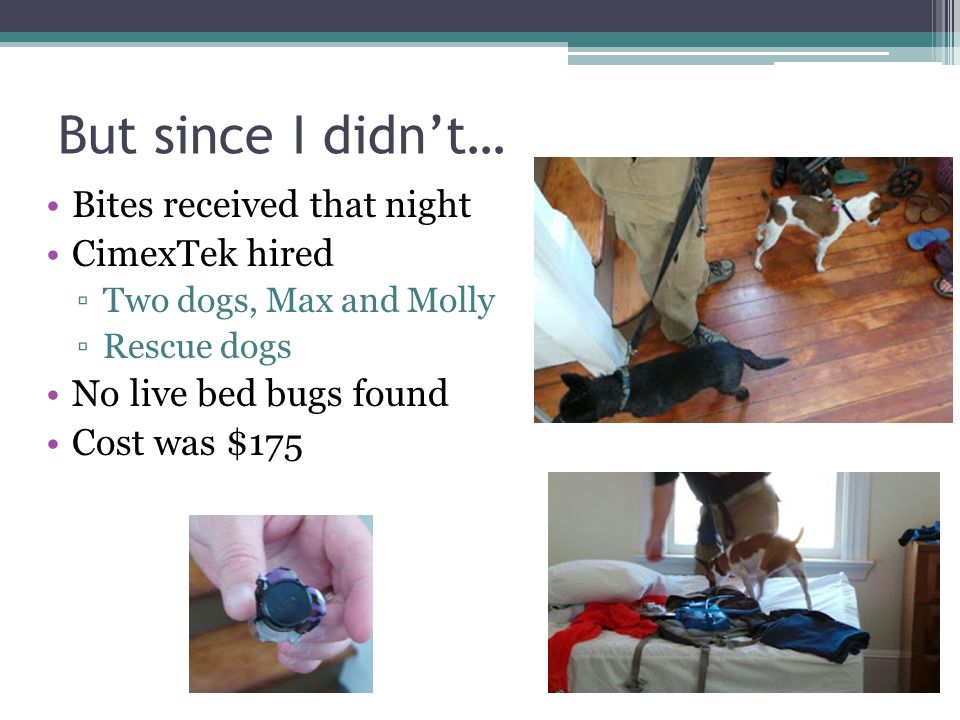 But since I didn’t… Bites received that night CimexTek hired ▫Two dogs, Max and Molly ▫Rescue dogs No live bed bugs found Cost was $175