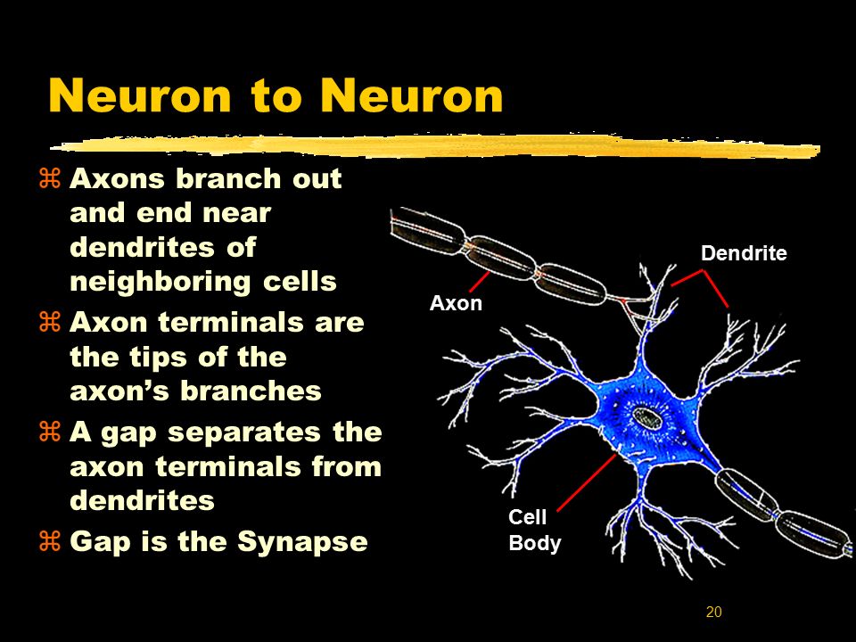 20 Neuron to Neuron zAxons branch out and end near dendrites of neighboring cells zAxon terminals are the tips of the axon’s branches zA gap separates the axon terminals from dendrites zGap is the Synapse Cell Body Dendrite Axon