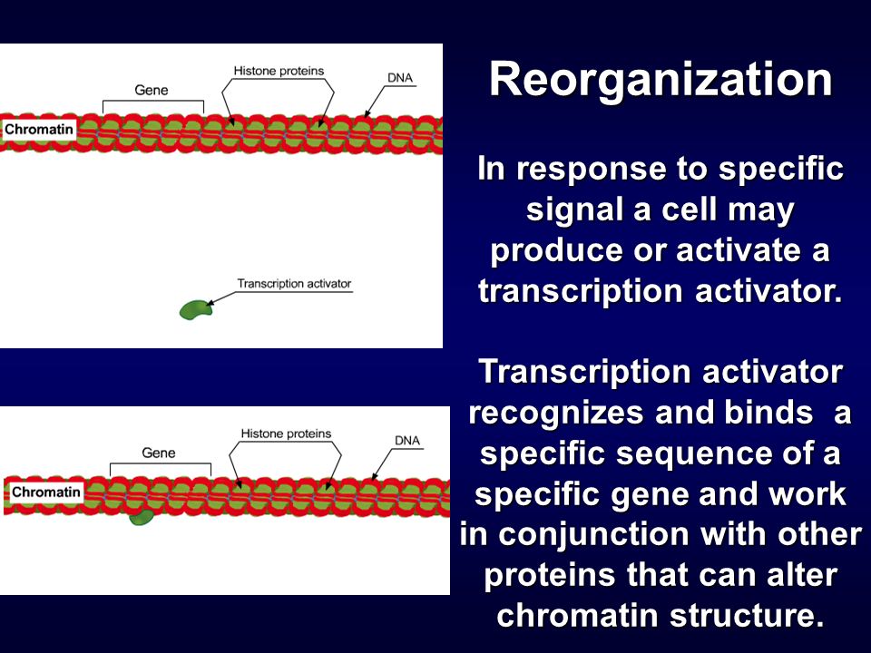 Reorganization In response to specific signal a cell may produce or activate a transcription activator.