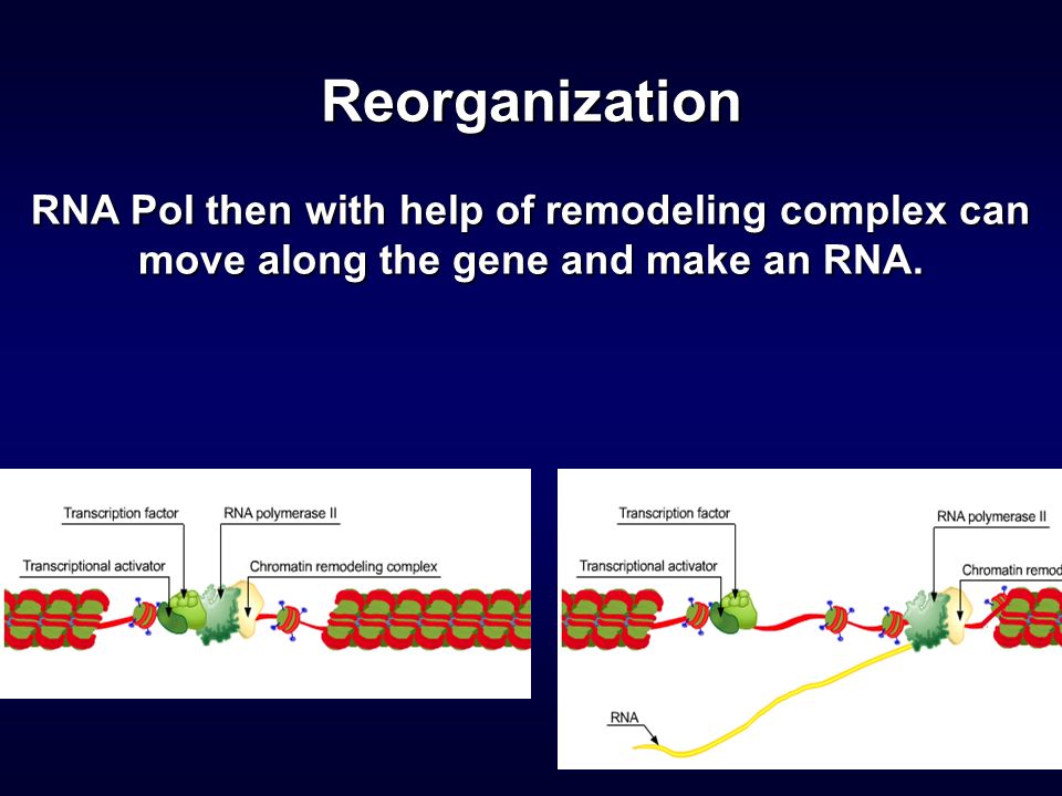 Reorganization RNA Pol then with help of remodeling complex can move along the gene and make an RNA.